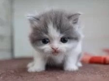 マンチカン(長足)【愛知県・男の子・2025年11月14日・ブルータビーホワイト】の写真8