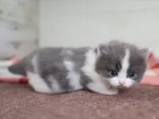 ミヌエット(短足)【愛知県・男の子・2025年1月1日・ブルータビーホワイト】の写真2