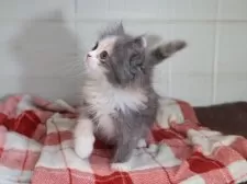 マンチカン(長足)【愛知県・女の子・2025年9月1日・ダイリュートキャリコ】の写真8