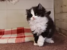 マンチカン(長足)【愛知県・女の子・2025年1月24日・ブラックホワイト】の写真4