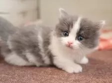 ミヌエット(短足)【愛知県・男の子・2025年1月1日・ブルータビーホワイト】の写真4