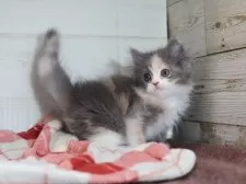 マンチカン(長足)【愛知県・女の子・2025年9月1日・ダイリュートキャリコ】の写真9