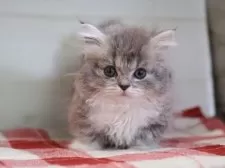 ミヌエット(短足)【愛知県・男の子・2024年11月24日・ブルータビーホワイト】の写真9