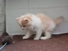 マンチカン(長足)【愛知県・女の子・2025年8月28日・クリームタビーホワイト】の写真9