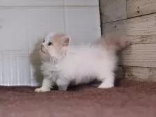 マンチカン(短足)【愛知県・男の子・2025年8月28日・クリームタビーホワイト】の写真9