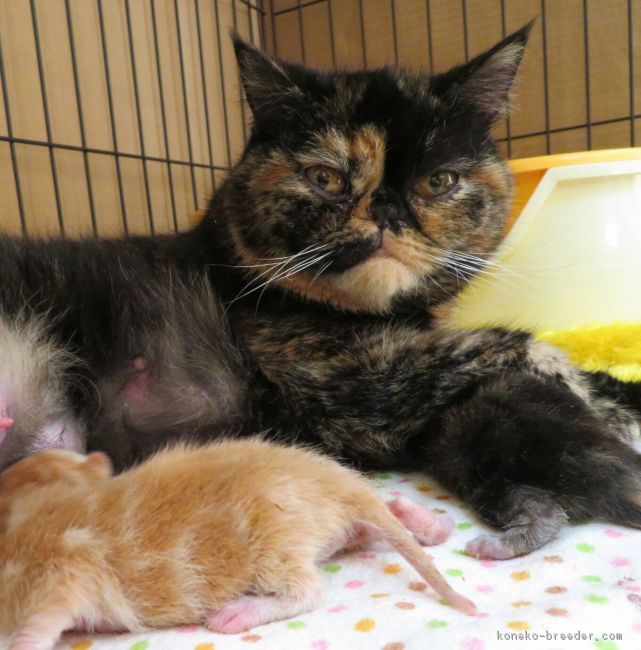 菅原恭子ブリーダー