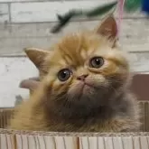 エキゾチックショートヘア