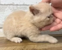 エキゾチックショートヘア【茨城県・男の子・2025年1月8日・クリームタビー】の写真9