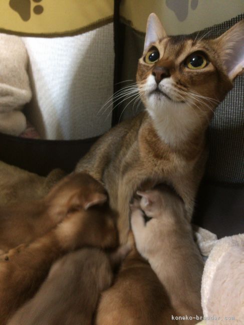 佐々木すみ子ブリーダー