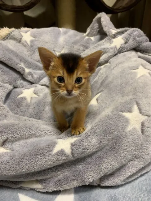 ID:1902-00139の子猫