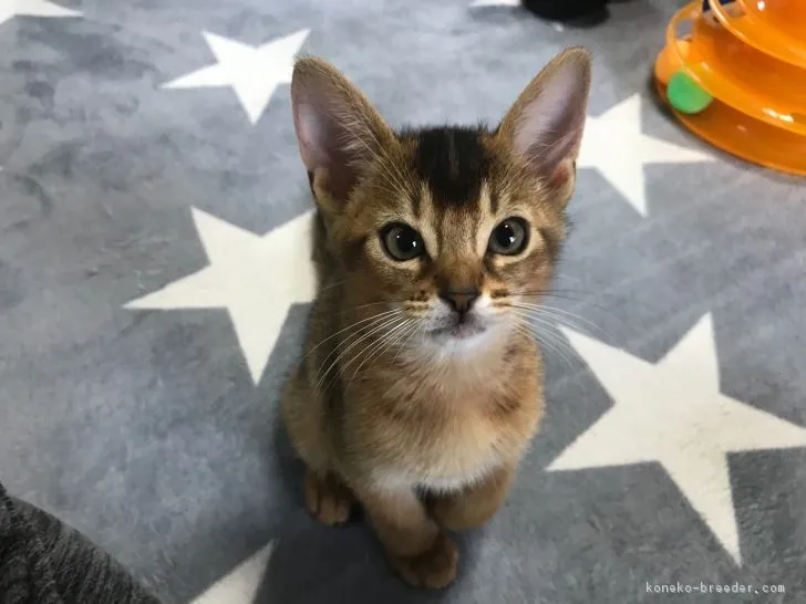 ID:1902-00140の子猫