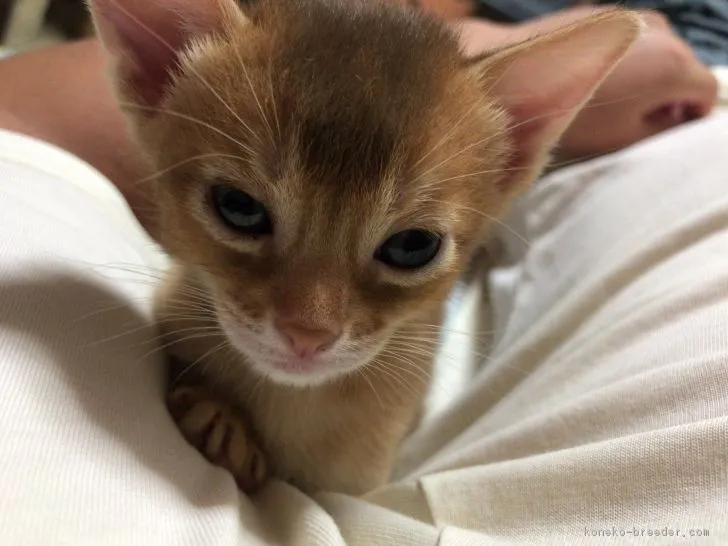 ID：1709-00282の子猫