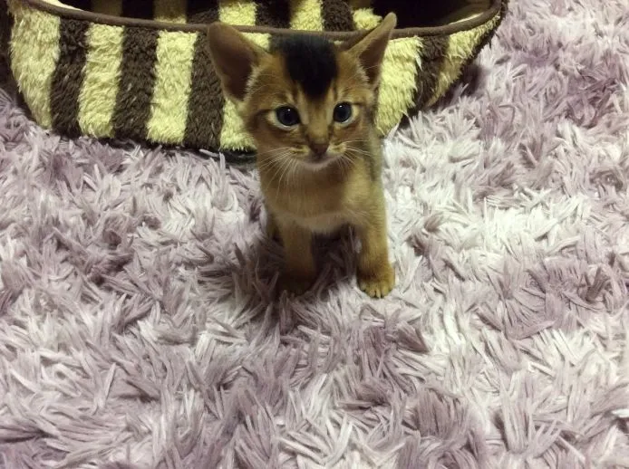 ID:1502-00022の子猫