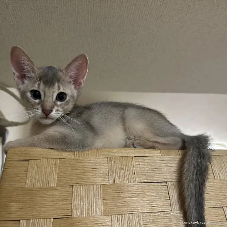 ID:2307-00471の子猫