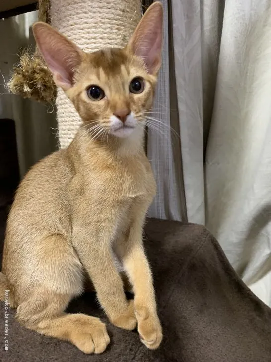 ID:1906-01865の子猫