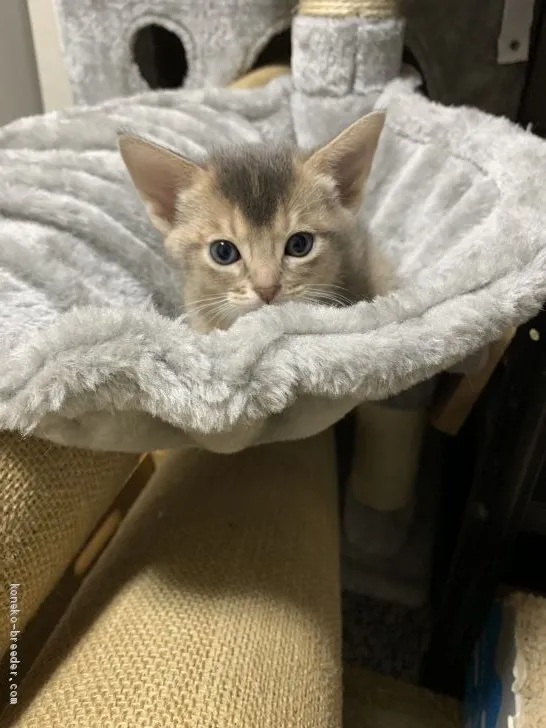 ID：2101-00070の子猫