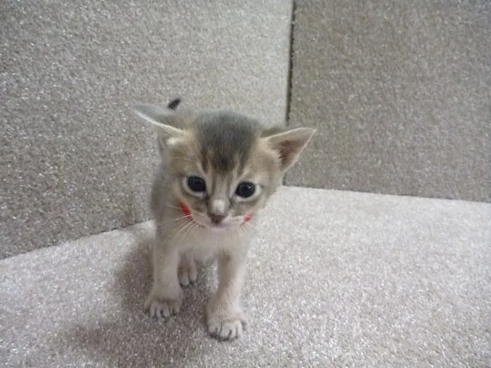 ID：1205-00088の子猫