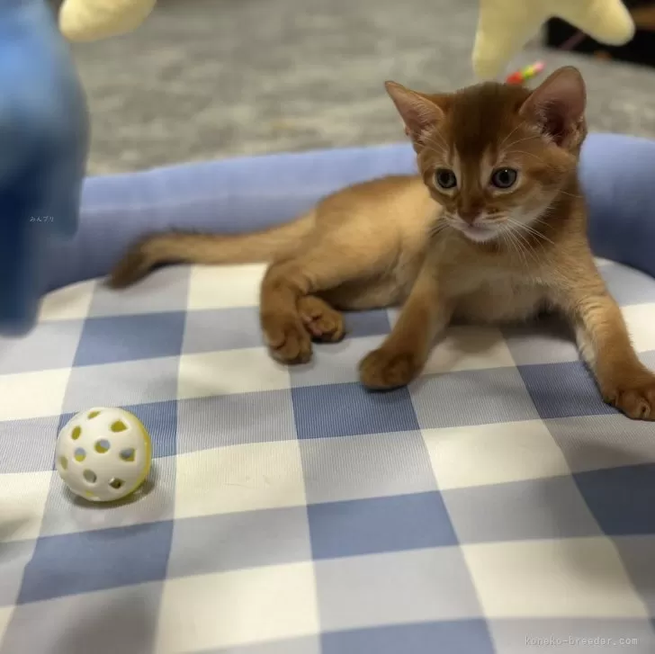 ID：2409-01661の子猫