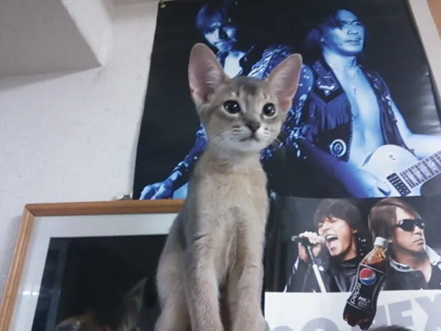 ID:1307-00328の子猫