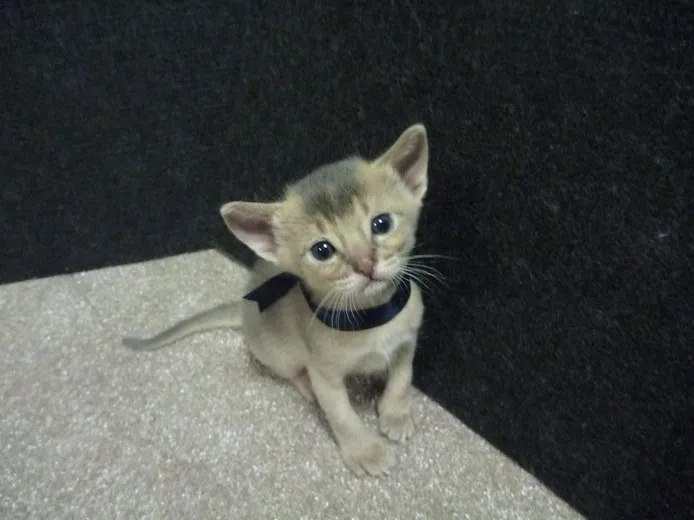 ID:1205-00087の子猫