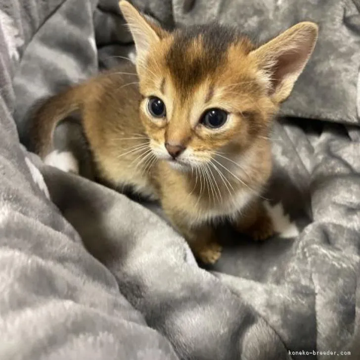 ID:2301-02081の子猫