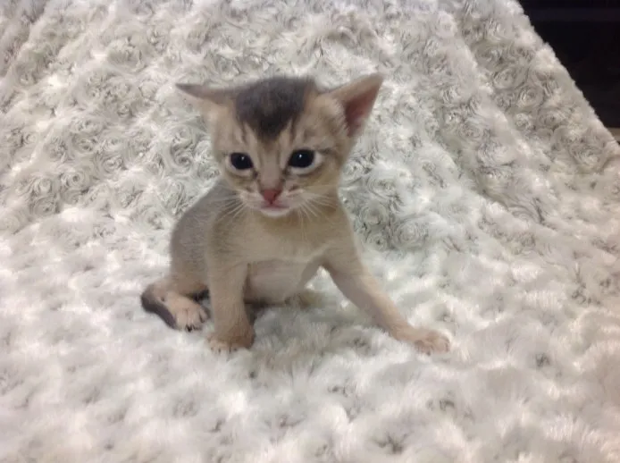 ID:1311-00133の子猫