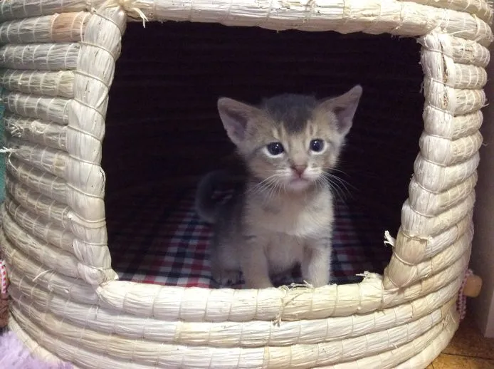 ID：1502-00023の子猫