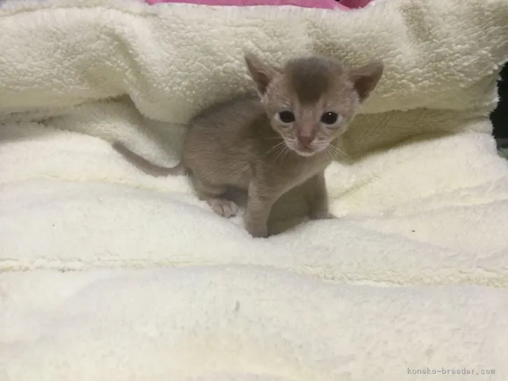 ID：1611-00317の子猫