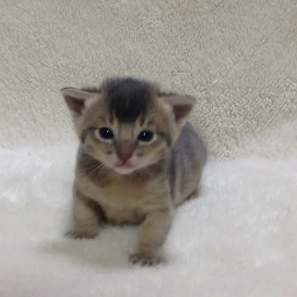 ID:1403-00118の子猫