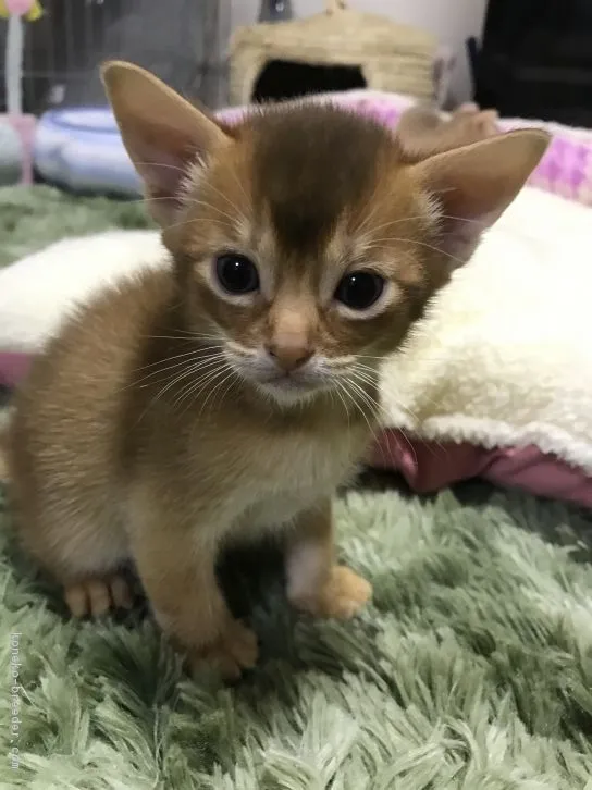 ID:1611-00311の子猫