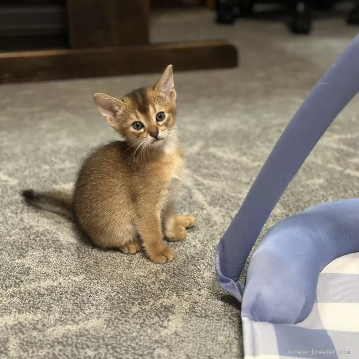 ID：2409-01662の子猫