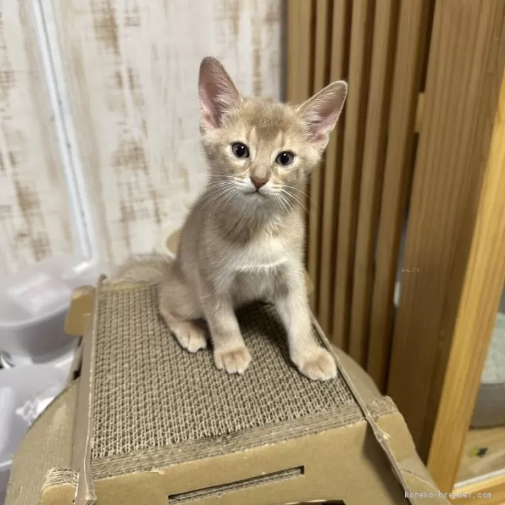 ID：2404-00924の子猫