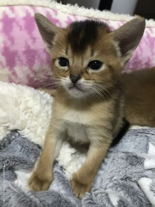ID:1805-00636の子猫
