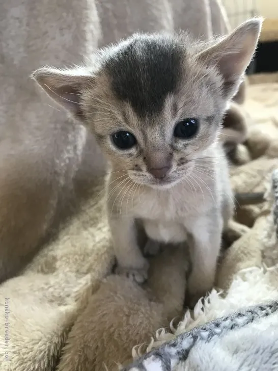 ID:1902-00136の子猫