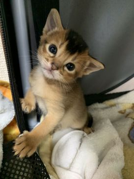 アビシニアン【愛知県・男の子・2019年11月23日・ルディ】の写真「長男くんで~す🐾」