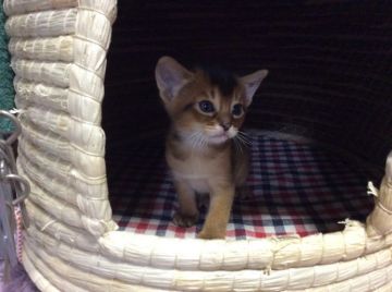 アビシニアン【愛知県・女の子・2015年1月5日・ルディ】の写真「長女ちゃんで~す🐾」