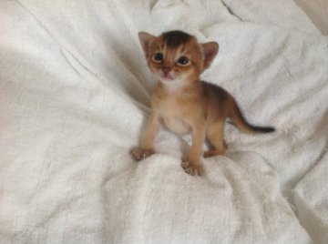アビシニアン【愛知県・男の子・2013年7月9日・ルディ】の写真「次男くんで~す。」