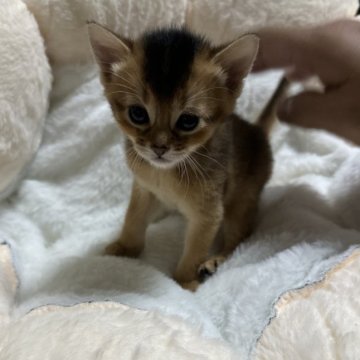 アビシニアン【愛知県・女の子・2024年3月13日・ルディ】の写真「長女ちゃんで~す🐾」