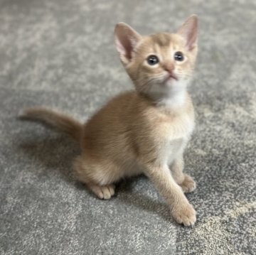 アビシニアン【愛知県・男の子・2024年8月8日・フォーン】の写真「4兄妹、唯一の長男くんで~す🐾」