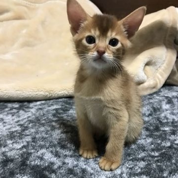 アビシニアン【愛知県・女の子・2016年10月20日・レッド】の写真「長女ちゃんで~す🐾」