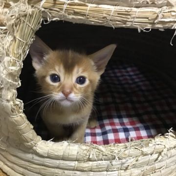 アビシニアン【愛知県・男の子・2016年10月20日・レッド】の写真「長男くんで~す🐾」