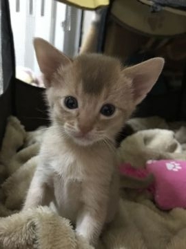 アビシニアン【愛知県・男の子・2017年12月15日・フォーン】の写真「末っ子くんで~す🐾」