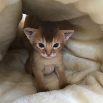 アビシニアン【愛知県・男の子・2017年5月12日・レッド】の写真「長男くんで~す🐾」