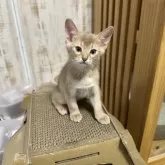 アビシニアン【愛知県・男の子・2024年3月13日・フォーン】の写真1「5人兄妹の1番末っ子くん☝️」