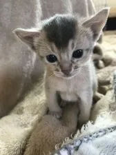 アビシニアン【愛知県・女の子・2019年1月3日・ブルー】の写真1