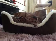 アビシニアン【愛知県・男の子・2015年1月5日・ブルー】の写真4