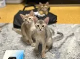 アビシニアン【愛知県・男の子・2023年6月3日・ブルー】の写真4「8/15撮影」