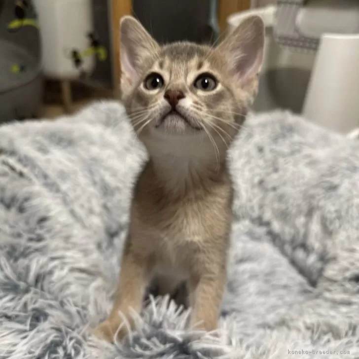 ID：2503-00251の子猫