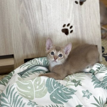 アビシニアン【愛知県・男の子・2025年5月4日・フォーン】の写真「4兄妹の次男くんで~す🐾」