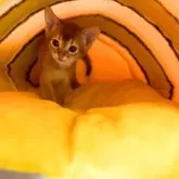 アビシニアン